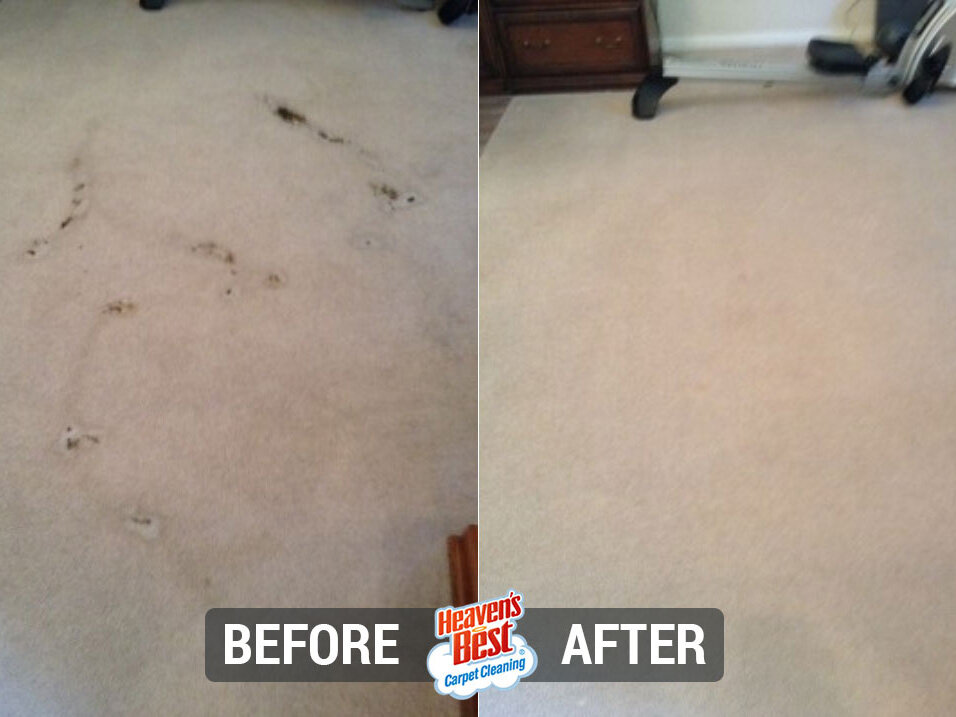 Heaven's Best Carpet Cleaning of Hastings